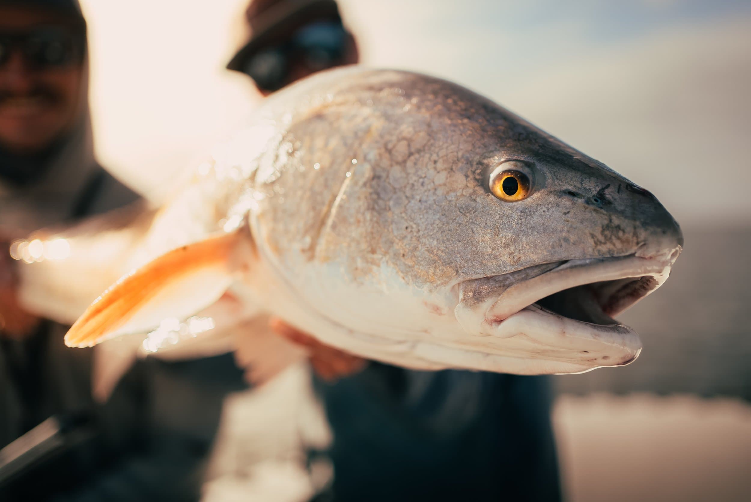Close-up of a Louisiana redfish held by an angler during a coastal marsh fly fishing trip.