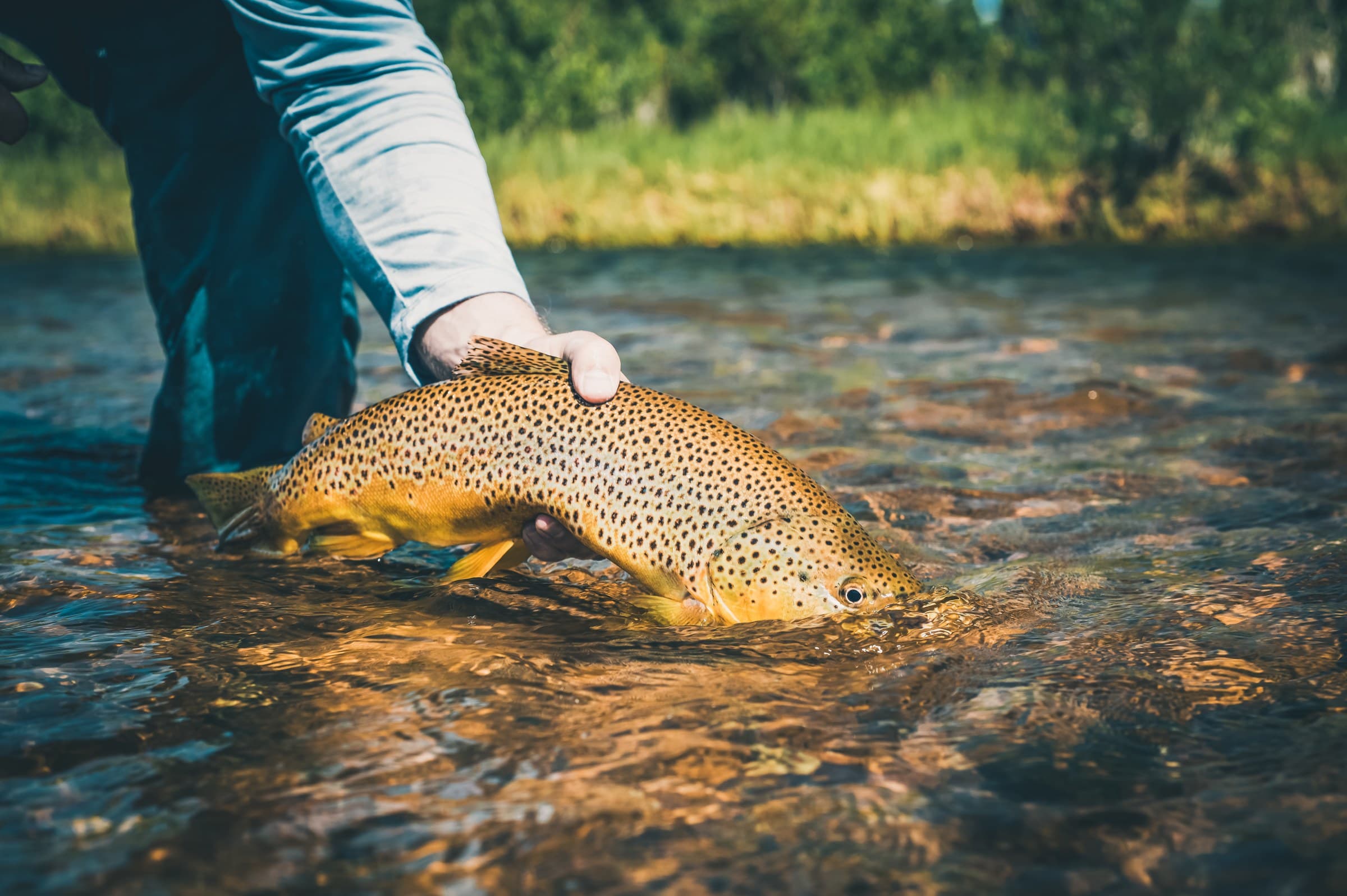 Wild brown trout released into clear water on a guided Green River fly fishing trip in Wyoming
