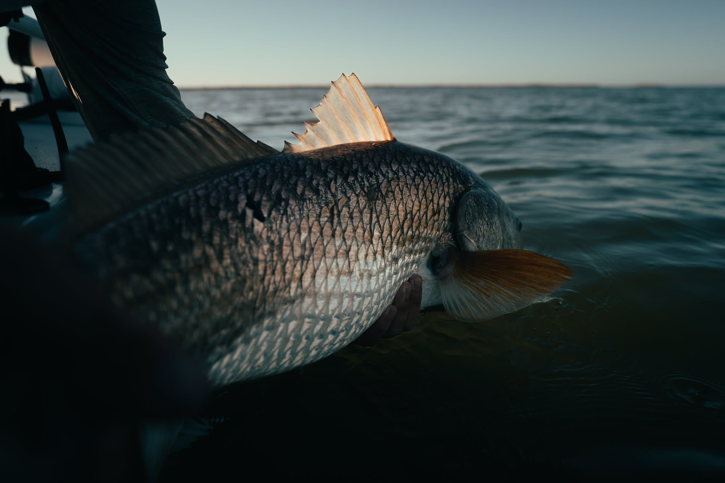 Louisiana redfish being released after a saltwater fly fishing trip.